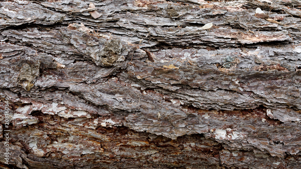 Texture of pine bark. Tree or pine in the forest. Background of tree bark. Texture of pine bark. Tree or pine in the forest. Background of tree bark.