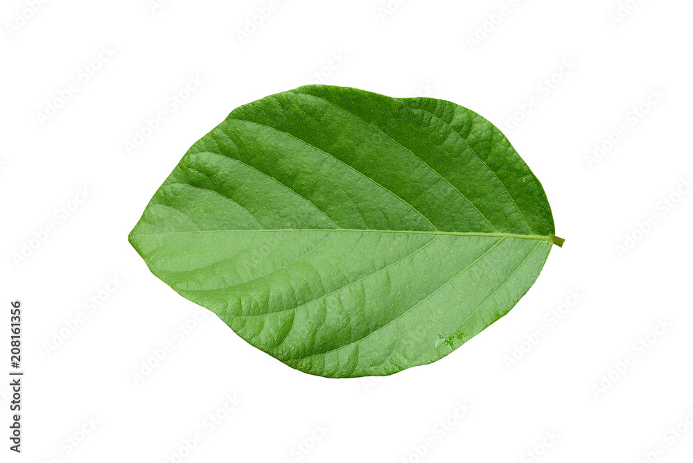 Fototapeta premium Green leaf with water drops isolated on white background.