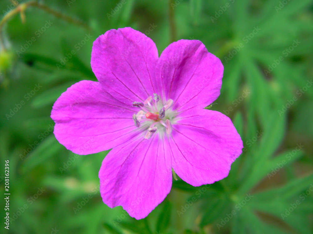 Geranium forest Geranium forest