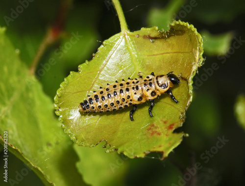 larva di crisomela del pioppo (Chrysomela populi - Melasoma populi) photo
