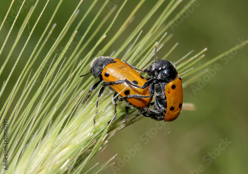 coleotteri in accoppiamento (Lachnaea sexpunctata) photo