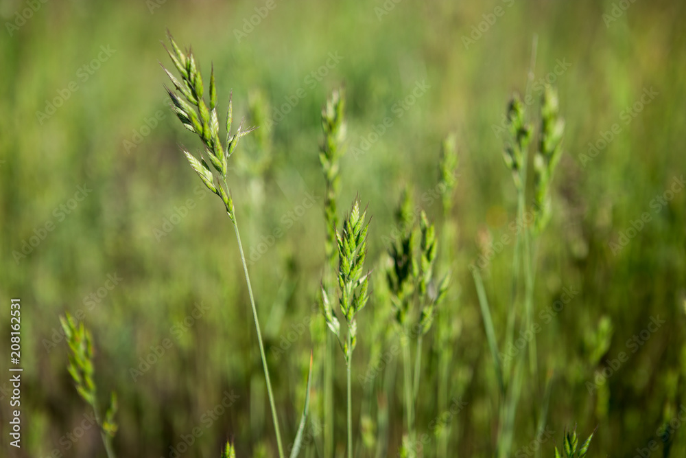 Green summer grass. Green grass