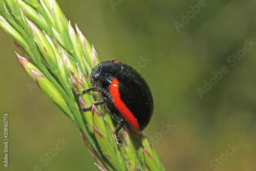 coleottero crisomelide (Chrysolina sanguinolenta) photo