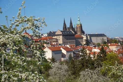 Petrin-Hill Laurenziberg , Prague, Czech Republikm Spring, Veitsdom, white Blossoms