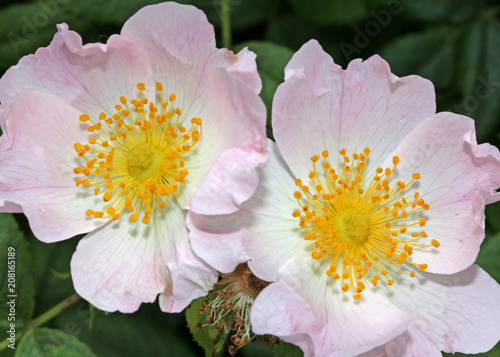 roselline selvatiche  Rosa canina 