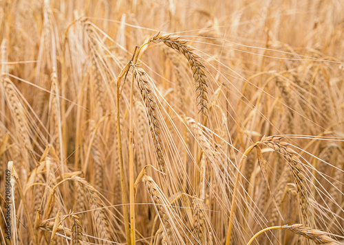 Ripe wheat in a field