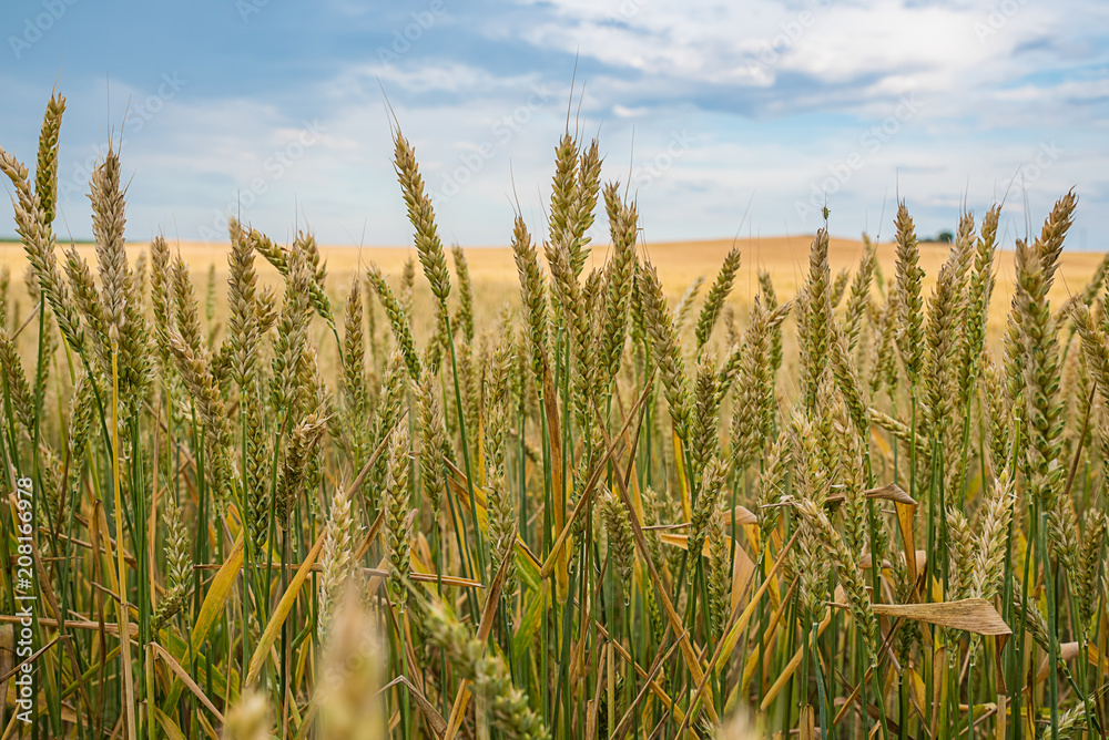 Obraz premium Ripe wheat in a field
