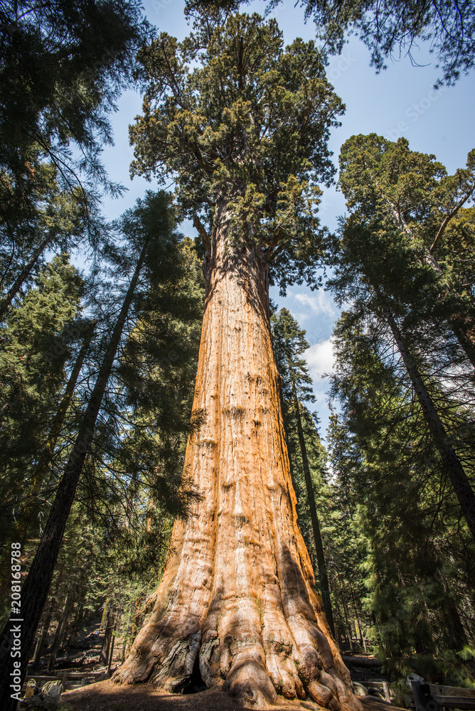 sherman, sequoia national park in late May