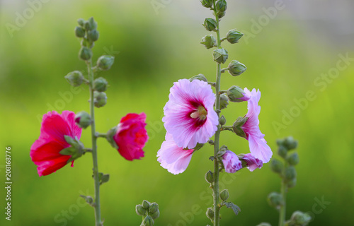 hollyhock flowers in the garden photo
