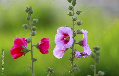 hollyhock flowers in the garden