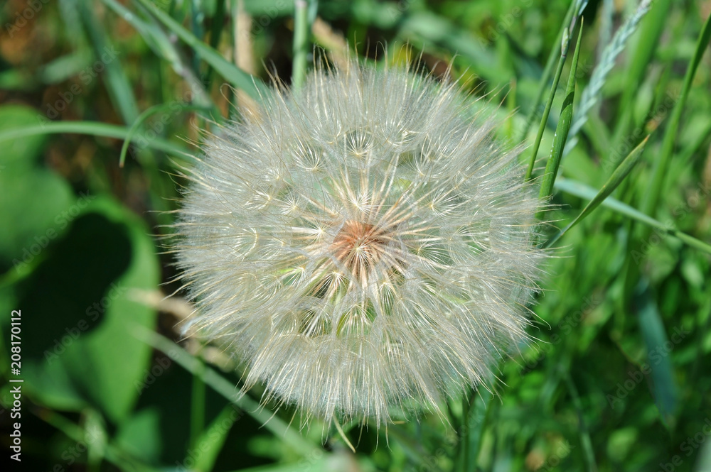 Close-up of dandelion seed Close-up of dandelion seed
