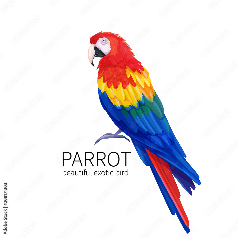 Obraz premium Vector parrot bird
