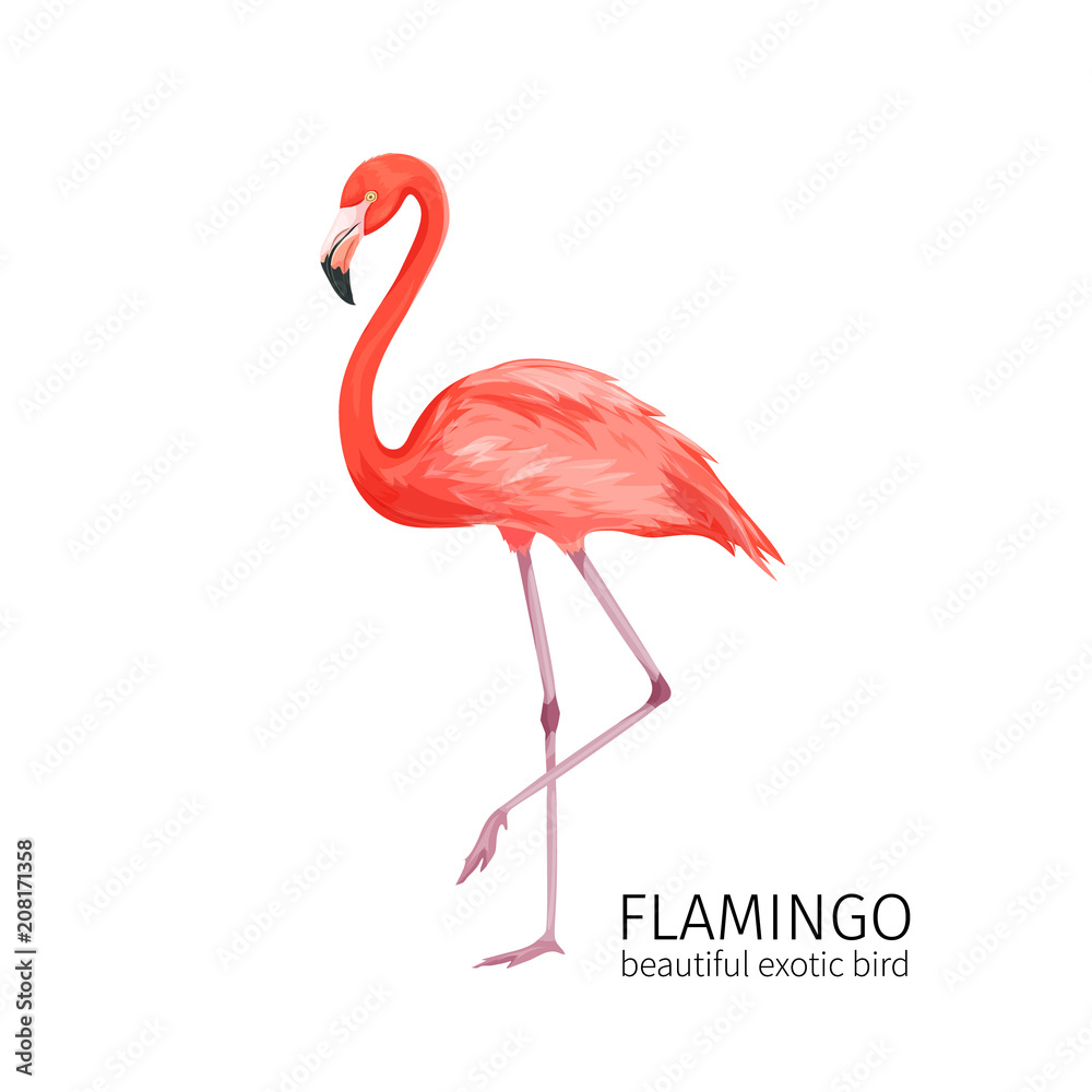 Fototapeta premium Vector flamingo bird