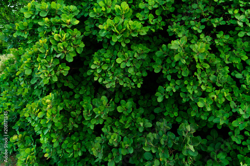 Wall of green leaves of rounded shape, plant background or texture.