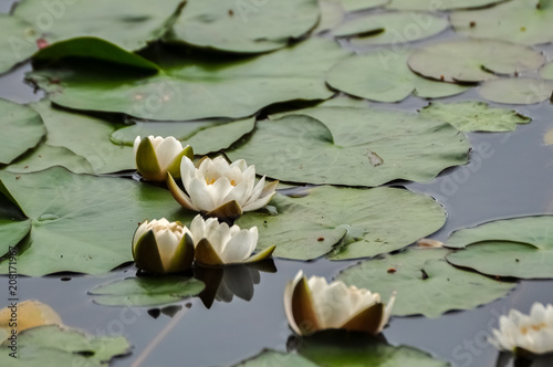 White water lillies on the lake water surface