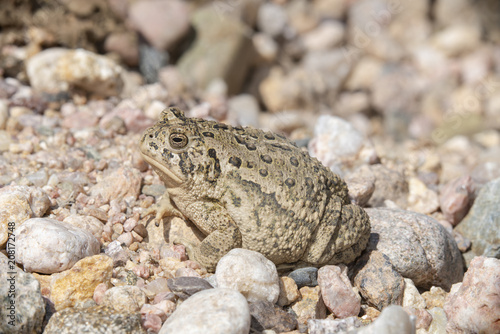Woodhouse s Toad  Anaxyrus woodhousii  on the Pawnee National Grasslands in Colorado