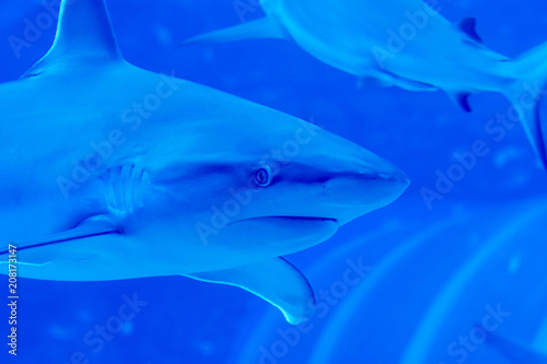 Head focus close up shot of Sandbar Silvertip Sharks in a blue water aquarium.  in Singapore SEA Aquarium Sentosa, Singapore, June 4, 2018