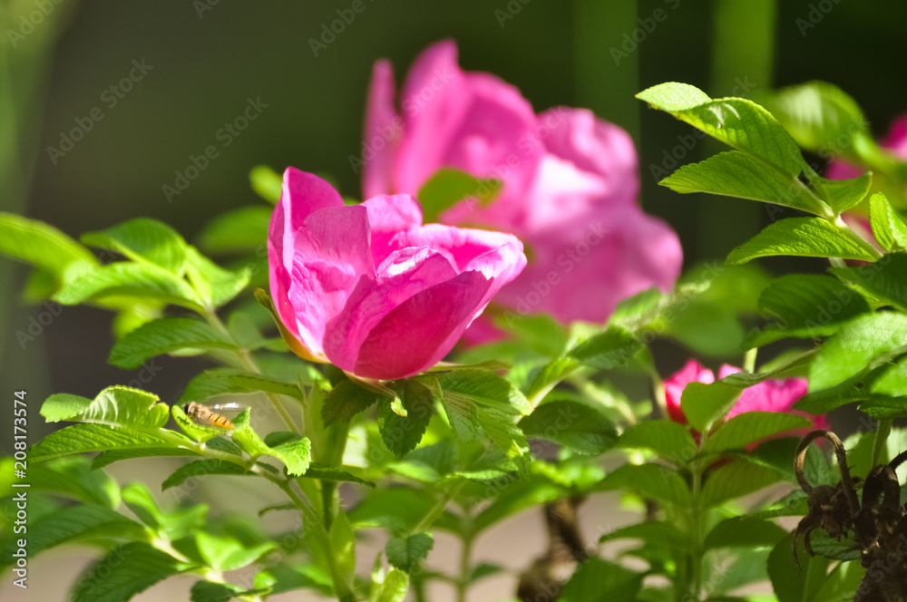 Pink dogrose garden flower in the sunlight
