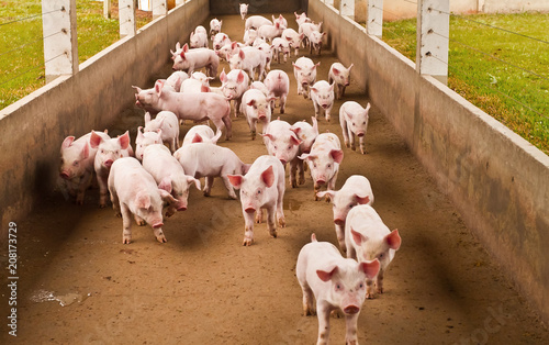 suinocultura leitões  fazenda agro photo