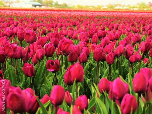 a beautiful pink tulip field near Keukenhof