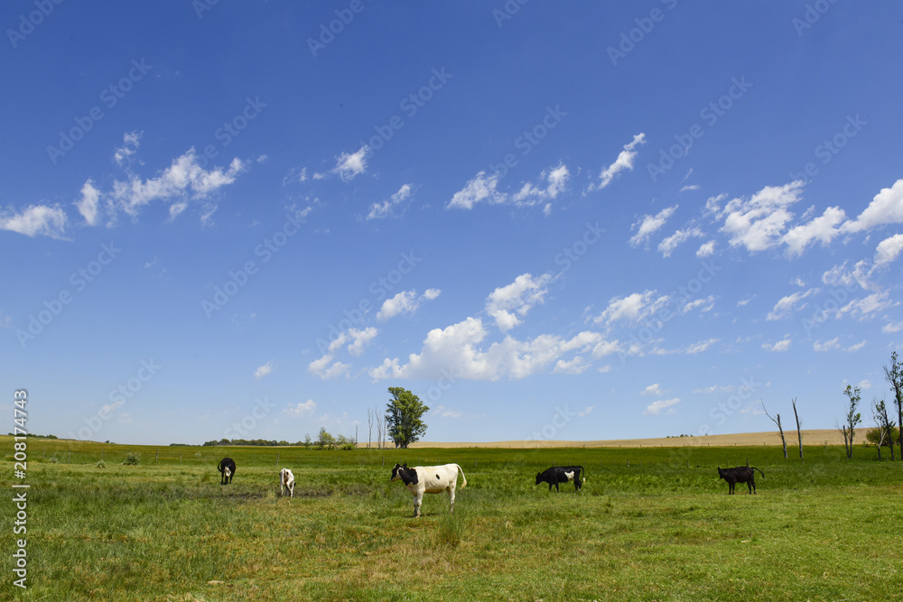 Steers fed on pasture, La Pampa, Argentina Steers fed on pasture, La Pampa, Argentina