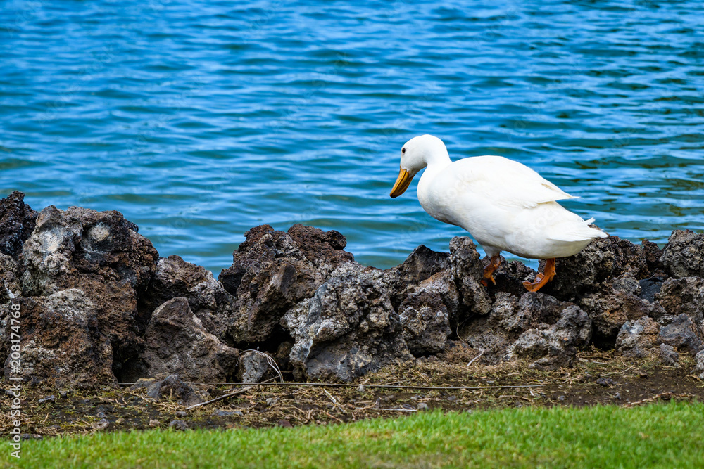 White duck standing on lava rocks at the edge of a pond looking in, Hawaii
White duck standing on lava rocks at the edge of a pond looking in, Hawaii