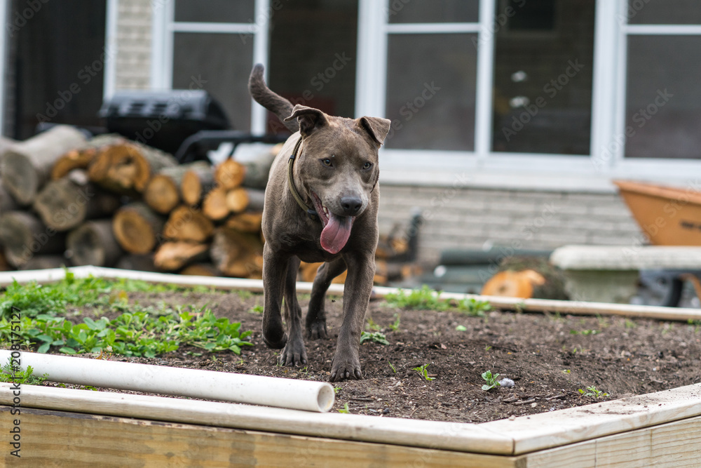pitbull outdoors walking in garden sticking out tongue
