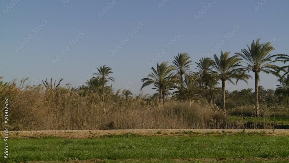 Palm trees in Tunisia Palm trees in Tunisia