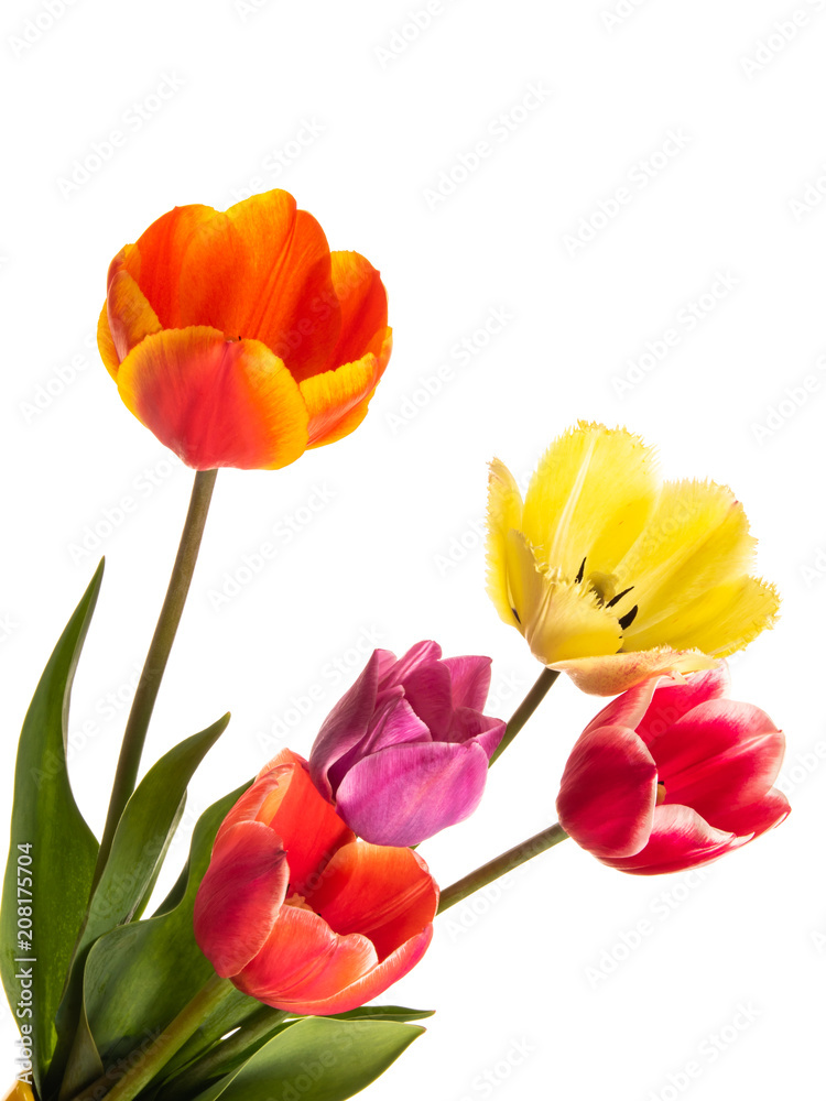 Tulip flowers isolated on a white background Tulip flowers isolated on a white background