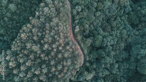 Florest road  © Jose