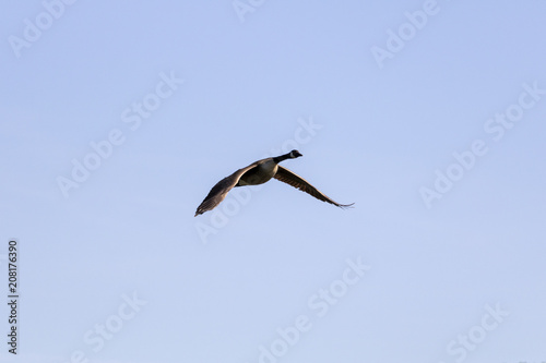 Bernache du Canada, Canada Goose, Anatidés, poussin Estrie Québec Canada