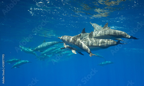 Spinner dolphins in Hawaii