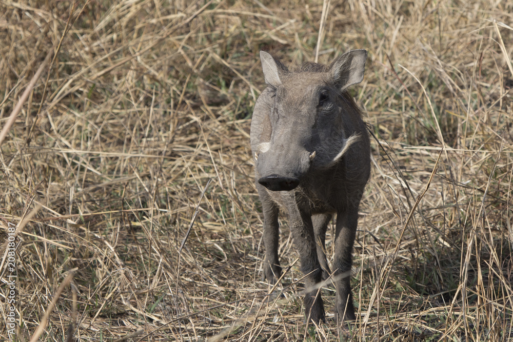 COMMON WARTHOG that stands among the tall dry grass in the African savanna COMMON WARTHOG that stands among the tall dry grass in the African savanna