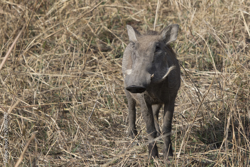 COMMON WARTHOG that stands among the tall dry grass in the African savanna © Tarpan