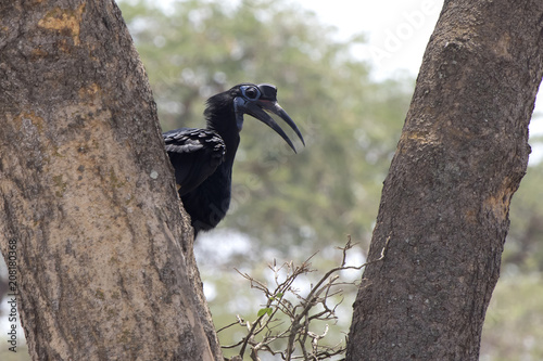 female Abyssinian ground hornbill that sits between the trunks of a large tree and the African savanna photo