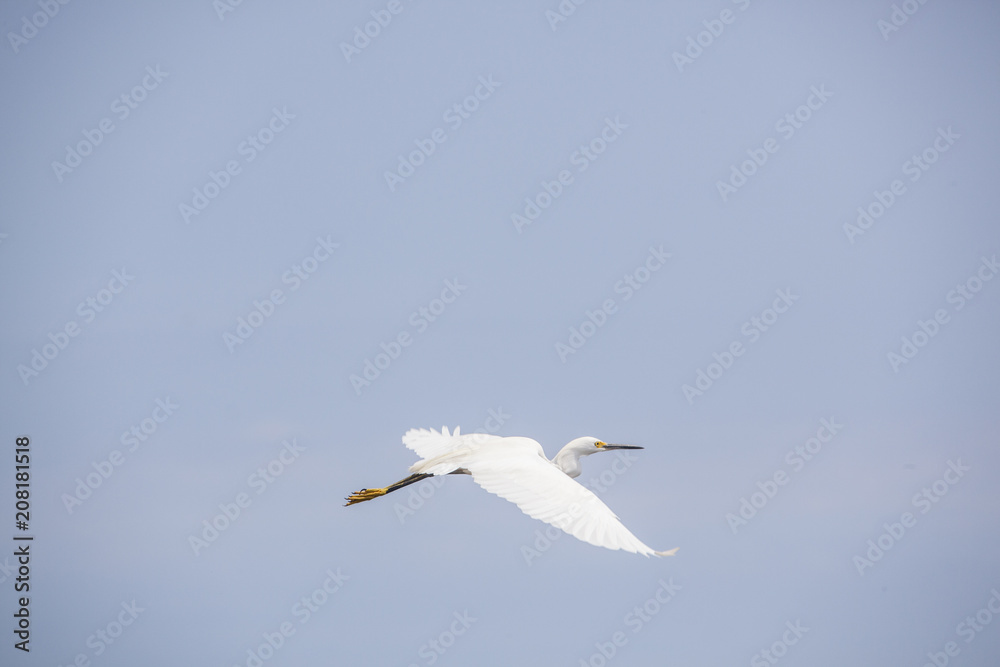 Egret in flight 7