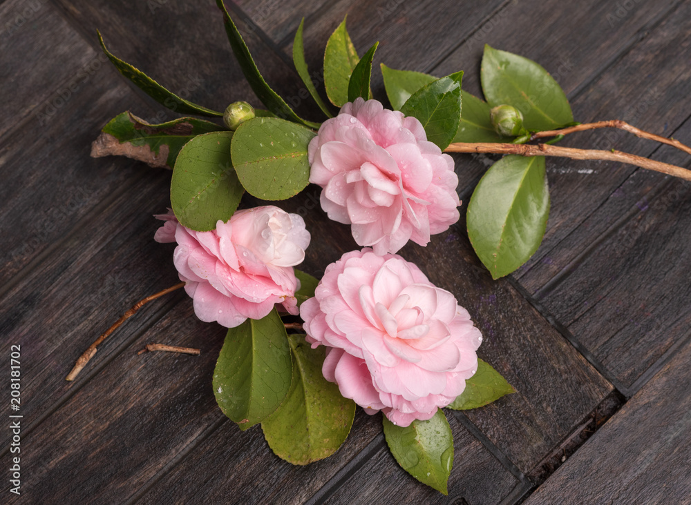 Close up of pale pink camellia flowers with water droplets on dark rustic wooden background (selective focus)