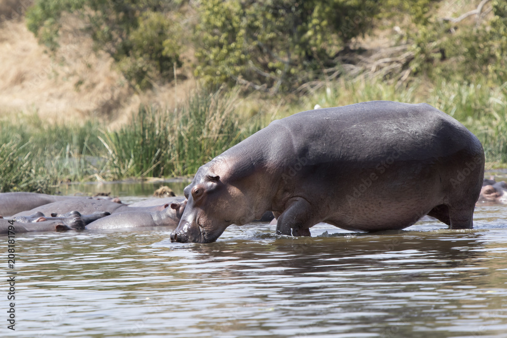 Fototapeta premium hippopotamus that enters the water of the Nile River from the shore covered with grass and bushes