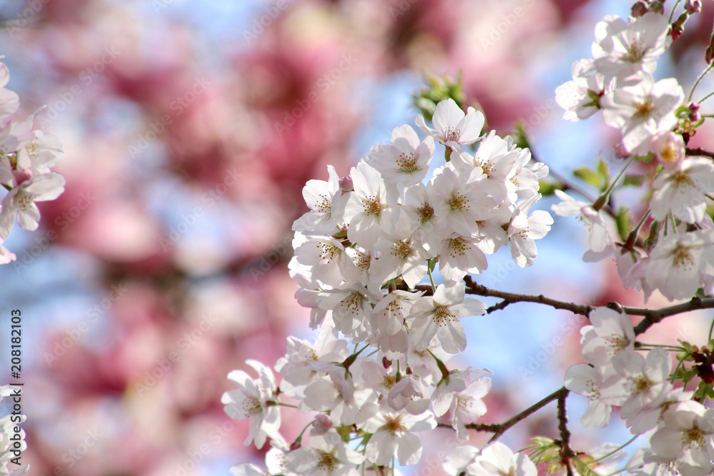 建長寺の桜（神奈川県・鎌倉市）