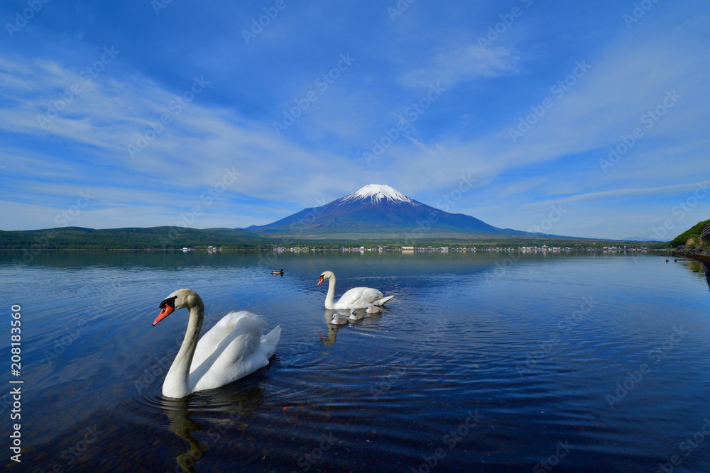 富士山バックに仲良し白鳥家族