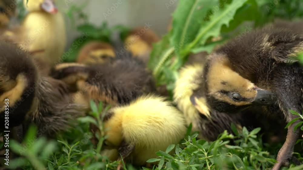 A little yellow duckling on an organic farm A little yellow duckling on an organic farm