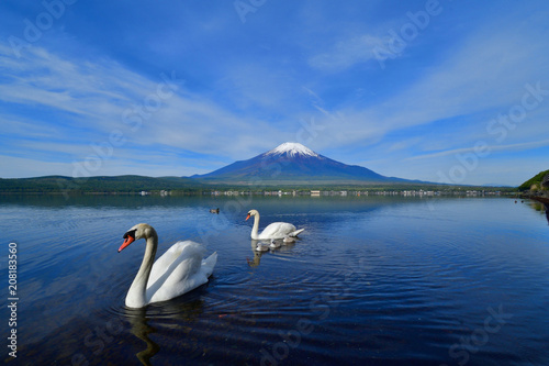 富士山バックに仲良し白鳥家族