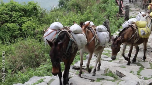 Donkeys on a footpath on the Ghorepani Ghandruk trek in the Himalaya, Nepal