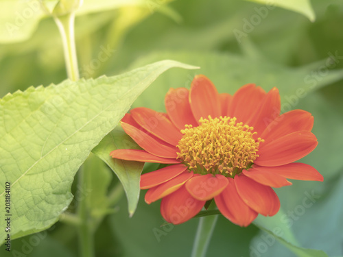 red and yellow flower