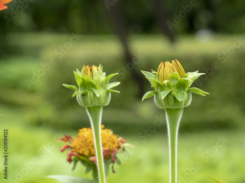 flower in the garden