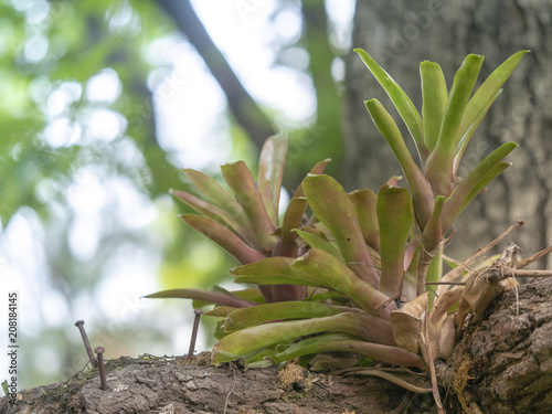 aloe vera plant