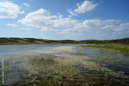 Blooming wild flowers at a small reservoir in the Portuguese countryside  