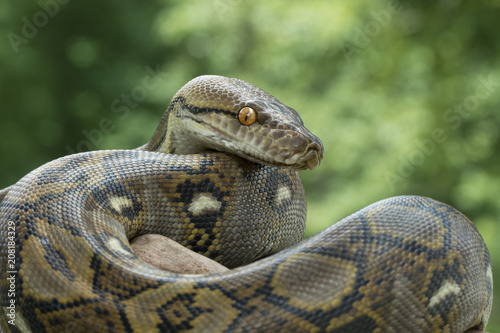 Reticulated Python Snake photo