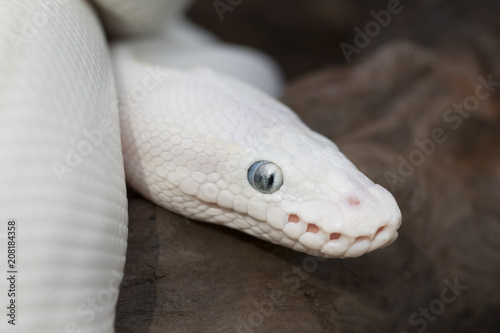 Leucistic Ball (Royal) Python Snake