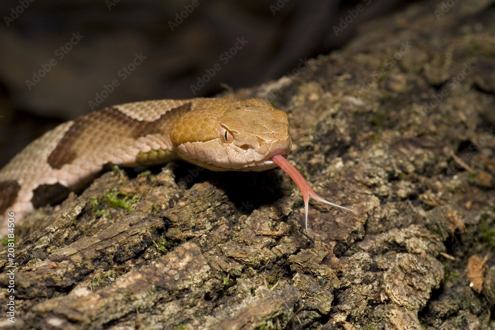 Obraz premium Venomous Copperhead Snake (Agkistrodon contortrix) with Forked Tongue